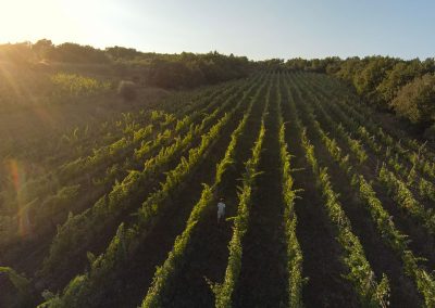 Drone posnetek vinograda Steras